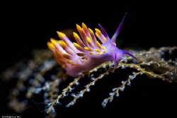 Environment
Location :Lembeh Indonesias
Canon 5dsr
Can... by Yung Sen Wu 